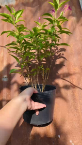 Cây Mai Chỉ Thiên Tím - Tổng thể tầm 40-50 cm - Hoa Tím cho khu vườn!