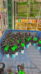 หัวสปริงเกอร์ แพ็ค 10ชิ้น สปริงเกอร์ ใบหูช้าง 6 หุน 301B-C2 ตราไชโย สปริง น้ำกระจาย สปริงเกอร์ใบพลาสติก ระบบน้ำ อย่างดี