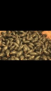 กาหนา 370g กาหนาซำหรือสหมอส มะกอกดำ หมอส เป็นการเสียง หรือกาหนาฉาย สำหรับทำกาหนา