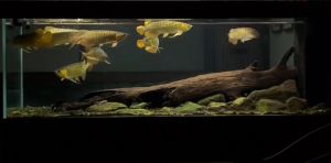 LED โคมไฟพิพิธภัณฑ์สัตว์น้ำ TH2Aquarium LED Light Lamp Tank Accessories Tangki Ikan Akuarium Lampu Aksesori