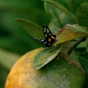 น้ำหอมป่าดงดิบ กลิ่น MISTY JUNGLE