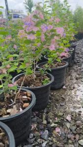 ต้นเรด้าม่วง หรือต้นหมวกจีน ดอกสวยๆ ต้นโตๆ Chinese hat plant Karomia tettensis