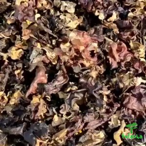 Mộc nhĩ rừng Tây Bắc phơi khô tự nhiên hàng loại 1 Đặc sản mộc nhĩ đen nấm tai mèo khô thơm ngon.