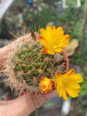 Echeveria Claudia Rose Succulent 克罗地亚玫瑰諁多肉植物Succulent