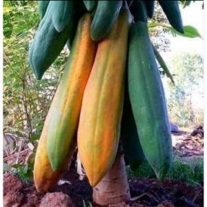 BENIH Biji tanaman Buah Pepaya JumbO isi 50 biji