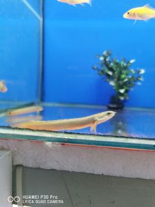 IKAN NAGA/ORNATE BICHIR 4IN"_ 9IN"#sampai dalam 24jam selepas shipping
