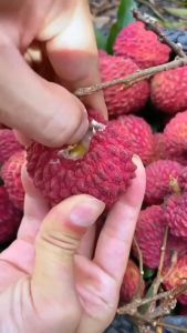BIBIT BUAH LECI - BIBIT LECI MERAH - BIBIT LECI - BIBIT LECI MURAH - BIBIT LECI CANGKOK