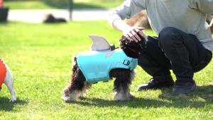 Dog Life Jacket High Buoyancy Dog Safety Vest with Rescue Handle for Small Medium Large Dogs Reflective Swim Vest
