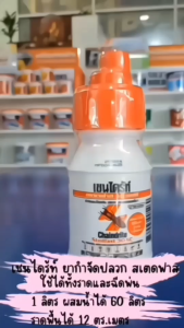 เชนไดร้ท์ (CHAINDRITE) ยากำจัดปลวก สเตดฟาส 30SC แบบน้ำสำหรับราดพื้น ขนาด 250 cc.