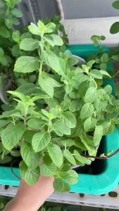 Bạc Hà Euromint JUN GARDEN Bạc Hà Âu - Bạc Hà Pháp Dễ Trồng Làm Pha Chế Nước Uống Cocktail Làm Bánh Pha Trà