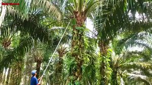 [100% ORIGINAL] SABIT SAWIT CAP 111 | SABIT 111 | TRIPLE 1 | Pisau Sabit Untuk Pokok Sawit | Sickle For Oil Palm Tree | Agricultural Tools