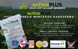 SPECIAL PACKAGE Rawatan Ganoderma/Kulat Sawit Terbaik EMBIO® actinoPLUS (300g x 6 pack) [FREE POSTAGE] Beli 5 PERCUMA 1