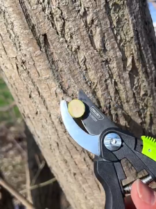 Kéo Cắt Tỉa Cành Cây Deli Chính Hãng 8inch - Lưỡi Thép Sắc Bén Siêu Bền Tay Cầm Đệm Cao Su An Toàn Chắc Chắn DL580201