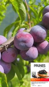 READY STOCK - Dried Pitted Prunes California Premium Unsweetened Dried Pitted Prunes Original 3F Food 250g/500g/1kg
