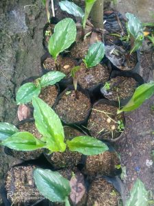 Tanaman Kunyit Putih bibit Herbal murah laris