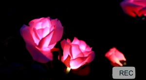 OOKAS Solar Light Waterproof 5 Bigger Rose Flowers Lights for Garden Yard Lawn sidewalk Pathway Lighting