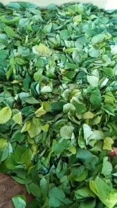 Tinh dầu Lá Trầu Không Thảo Mộc nguyên chất 100% từ thiên nhiên chăm sóc phụ nữ thơm phòng xông phòng đuổi muỗi thư giản