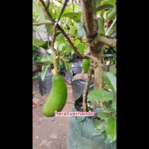 Bibit Buah Alpukat Kelud Okulasi Cepat Berbuah