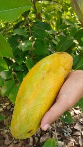 BIBIT MANGGA LOKMAI | Cepat Berbuah | Berbuah Di Dalam Pot | BIBIT OKULASI / SAMBUNG PUCUK