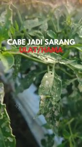 Insektisida Alami BEVTEK kandungan utama Beauveria bassiana efektif mengendalikan hama