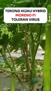 Benih Terong Hijau Panjang 500 Biji MORENO F1 Kemasan Ori Pabrik Cap PERMATA HIJAU