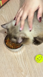 10kg Majesty Salmon Dry Pet Food All Breeds Adult Cat Cats Complete Balanced Nutrition Healthy Coat