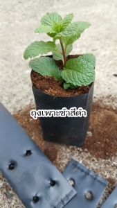 ถุงเพาะชําสีดํา ขนาด 2x6 นิ้ว 1 กก.