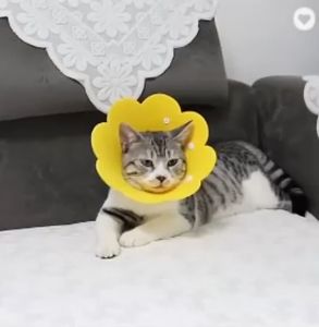 Pet Elizabeth Cone E-Collar Cat Dog Safety Collar Circle Pet Head Cover Bite Anti
