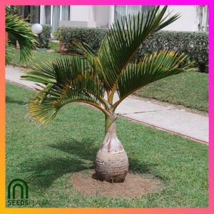 SeedsPLAZA™ - Royal Christmas Palm Tree Seeds for Planting Palms (5 Seed) Planting Instruction for Bonsai Plant