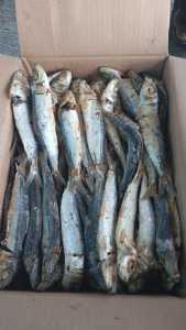 Ikan Asin PEDA JAPUH sero  juhi 1kg terlaris dan termurah