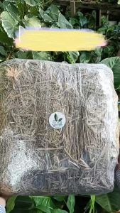 Organicare ฟางข้าว ฟางแห้ง ฟางข้าวเพาะเห็ง (ขนาด: 30*35*16 ซม.)