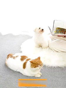 Dog Cat Cooling Mat S-XL Gel Ice Pad Waterproof Pet Bed Sofa Car Cushion Summer Sleeping Pad