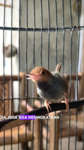 Pakan Prenjak Gacor Pakan Halus untuk Burung Prenjak Mempercepat gacor rajin bunyi dan Stamina