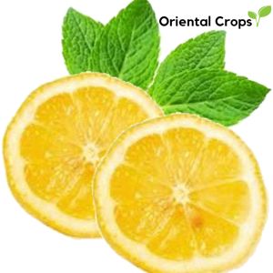 100 pcs. dahon ng lemon citrus outdoor garden plant
