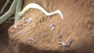 Nematisida Velum Prime SC 400 g/l: Kunci Sukses Panen Tanaman Bebas Nematoda