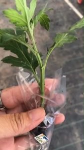 #ต้นกล้าเบญจมาศ 🌸พันธ์ตัดดอก ปักชำมีรากพร้อมปลูก