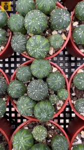 Seedling Astrophytum Asterias / Astrophytum Nudum / Cactus Succulents