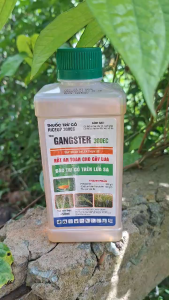 [THIEN THINH SHOP] RICEUP 300EC Hiệu GANGSTER 300EC TRỪ CỎ TRÊN RUỘNG LÚA