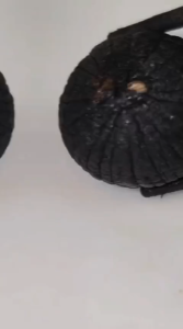 Promo Bawang Hitam Tunggal Premium Black Garlic Bawang Lanang Murni Alami Herbal Bermacam Khasiat