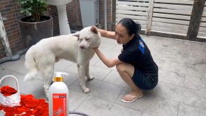 Hanpet - Sampoo RED - Sữa tắm Nước hoa dành riêng cho chó mèo - Sữa tắm chó mèo thơm lâu và sạch ve rận SOS chó