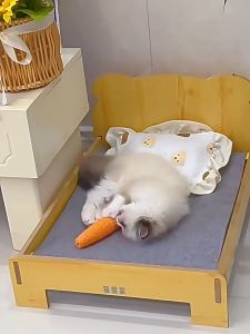 ของเล่นสัตว์เลี้ยง ของเล่นแมว ของเล่นสุนัข ของเล่นบดฟัน สไตล์แครอท ของเล่นเคี้ยว ทนต่อการเล่นและกัด