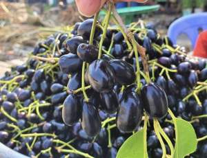 Cây trâm giống - trâm quả tím- trâm tuổi thơ giống siêu trái 19k 1 cây mua 10 tặng 1