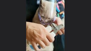 Rọ mõm Mèo chống cắn liếm bằng nhựa PC - Love pets shop