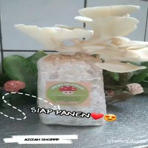Jamur Tiram (Bag LOG Media Tanam)