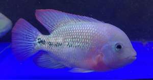 Classic Kamfa （2.5-4 inch）