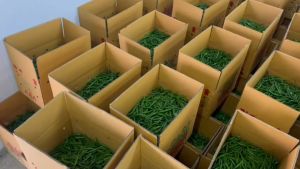 Cili Akar Hijau Besar (Cabe Cabai) Premium - Segar dari Ladang 100g