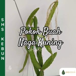 Yellow Dragon Fruit Plant Pokok Buah Naga Kuning Pokok Hidup Live Plant Pokok Buah SHS Kebun