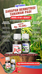 AGORBEN K14: Pembesar Ubi & Buah dengan Kualitas Tinggi
