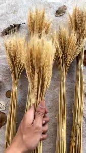 (50 Tangkai) Bunga Kering Gandum Bunga Gandum Wheat Dry Flower Bunga Estetik MURAH