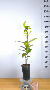 Cây Giống Măng Cụt Thái Ghép - Nhanh Cho Trái Sau 3 Năm - Trái To Ngọt Thanh - Cây Giống Vân Anh